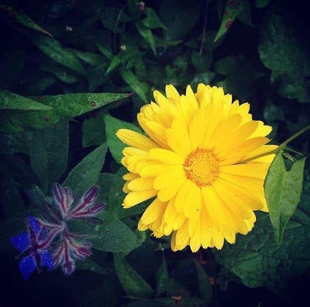 Beautiful Calendula Flower