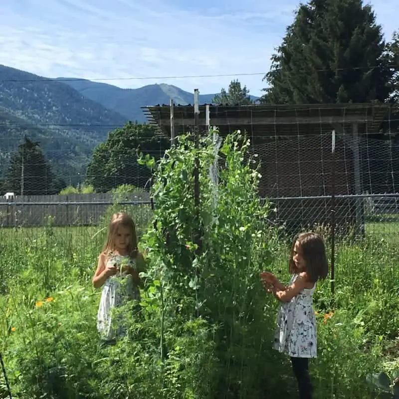 Double sided pea trellis