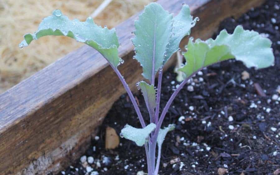 planting raised garden beds