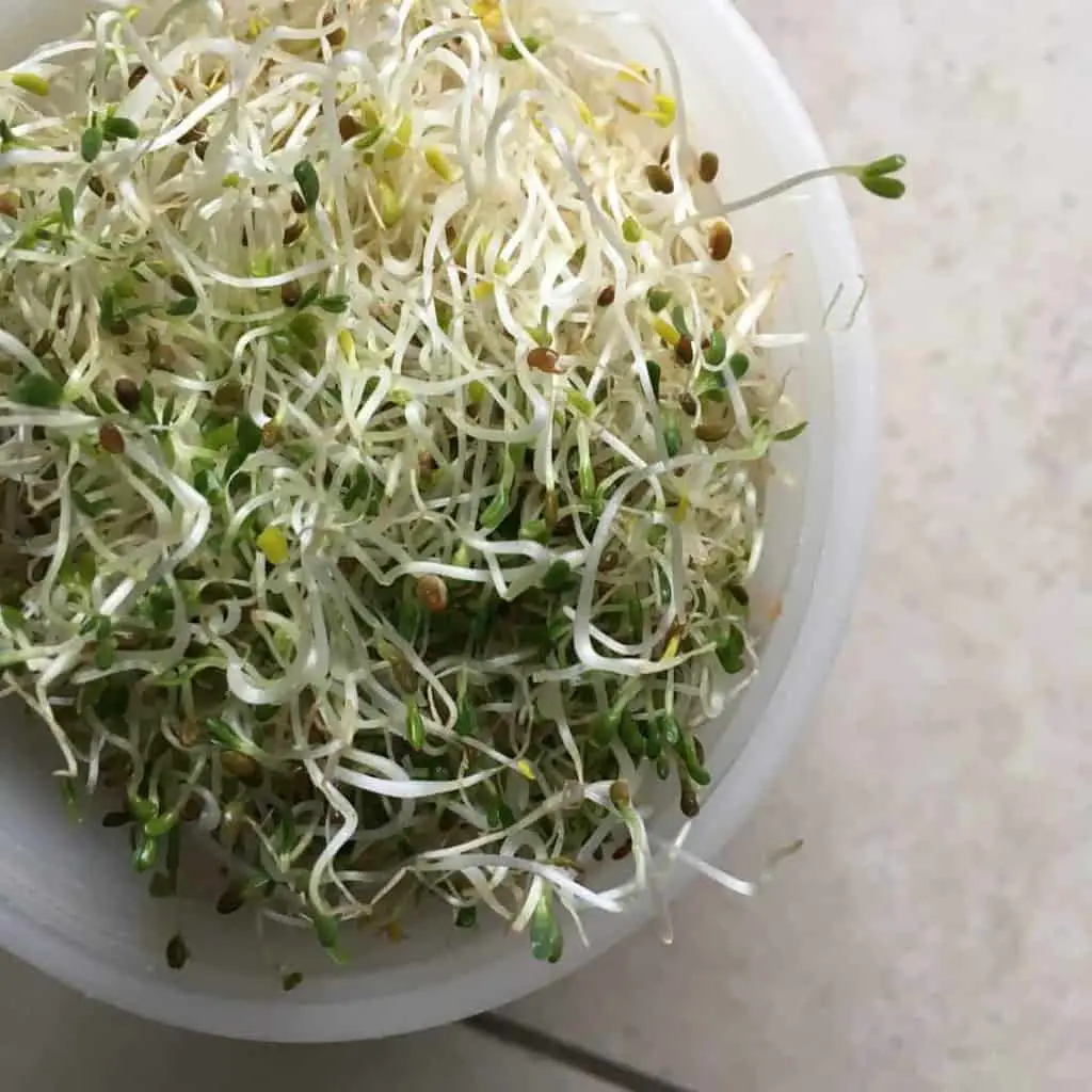 Growing sprouts indoors with sprout makers