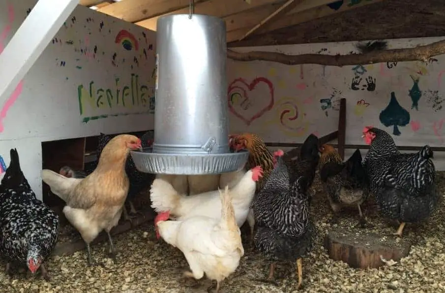 Raising your chicken feeder can help reduce costs because your hens aren't wasting their food