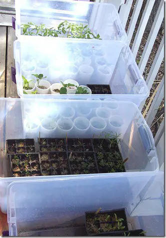 Mini Greenhouses With Clear Plastic Bin