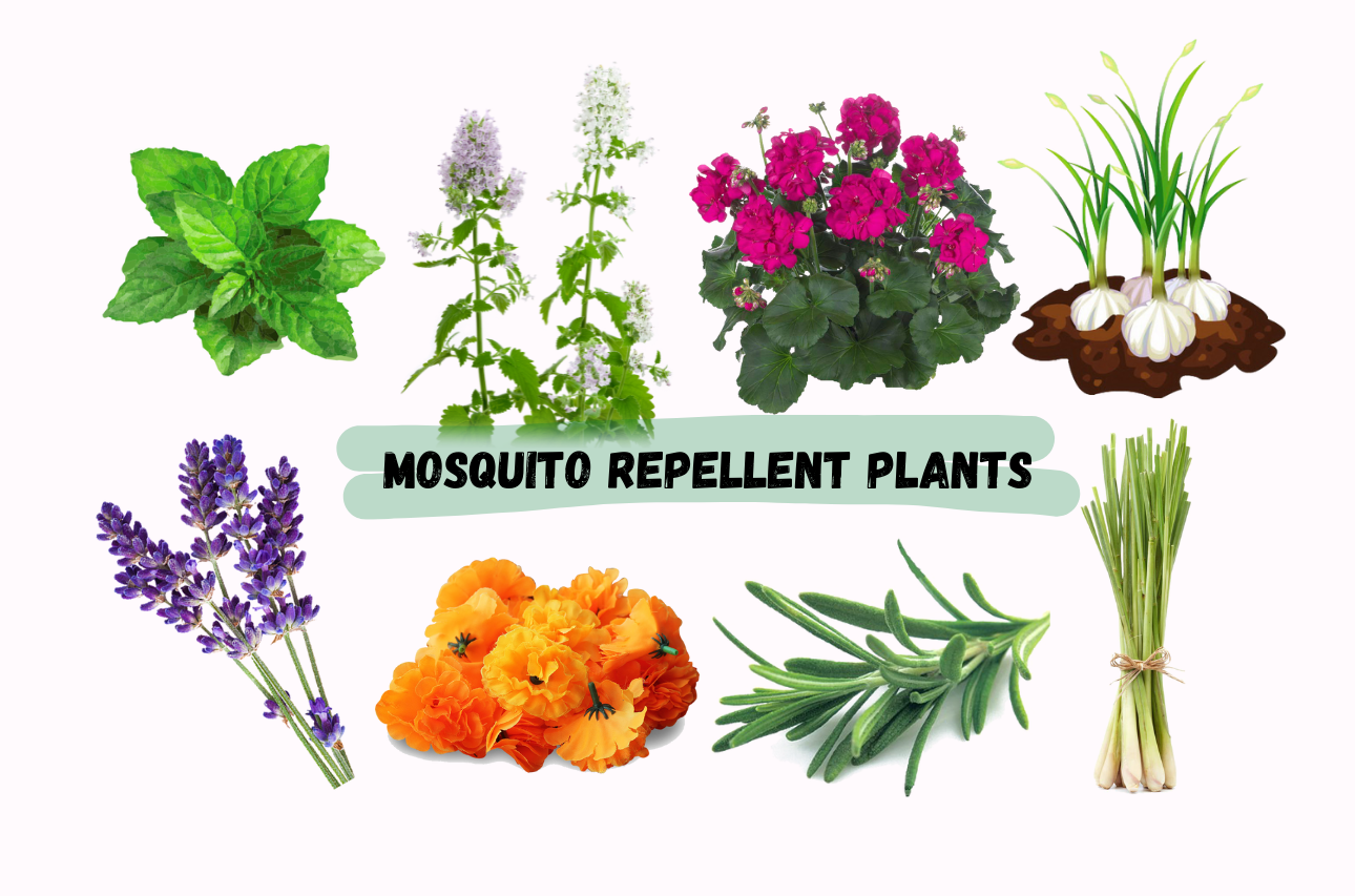 Mosquito Repellent Plants