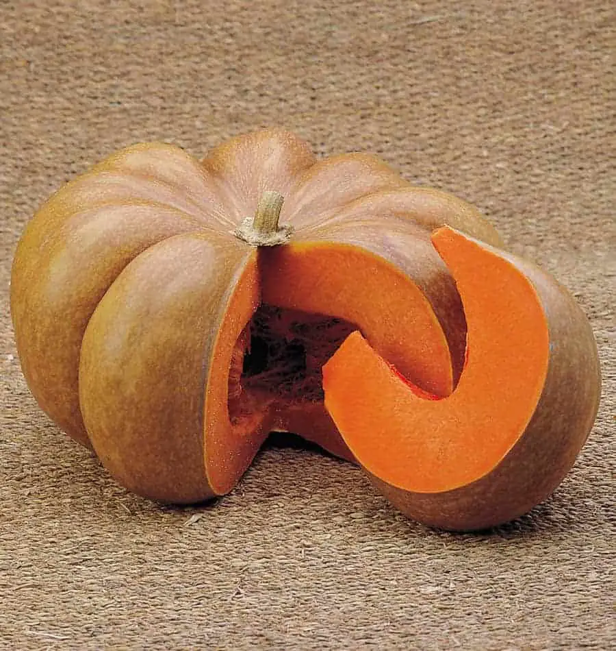 Musquée de Provence Pumpkin