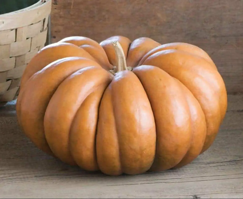 Musquée de Provence heirloom pumpkin