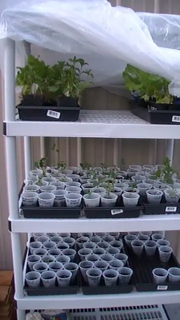 Mini Greenhouse Using A Shelf & Plastic