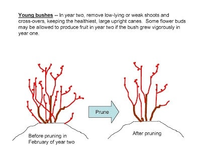 Dividing Perennials