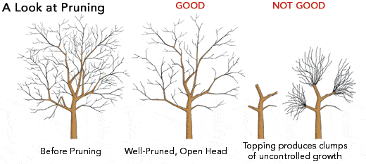 Spring Pruning