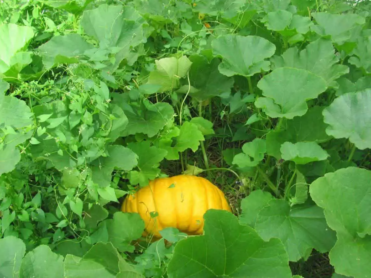 Yellow Pumpkin Surrounded by Big Green Leaves and Vines
