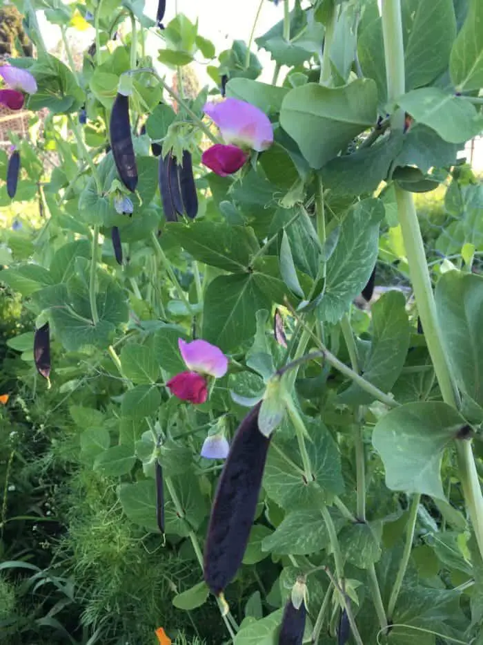 Stunning purple peas make for a gorgeous garden