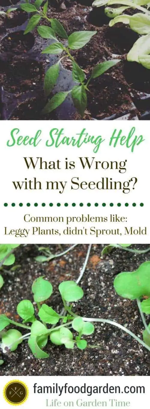 Find out what is wrong with your seedlings: from damping off, gnats, over watering and no germination