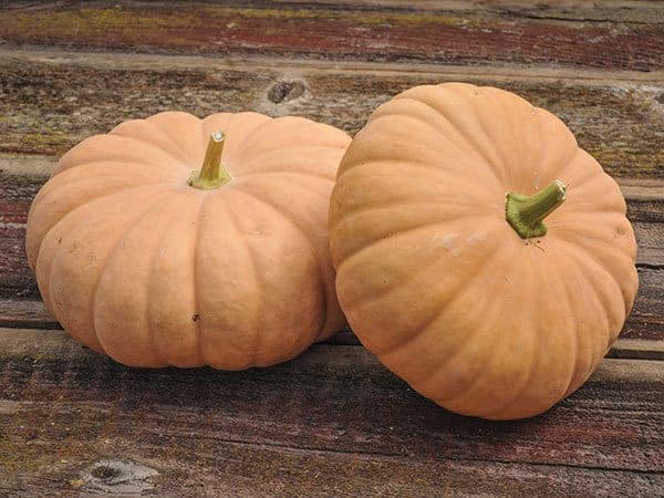 Long Island Cheese Pumpkins