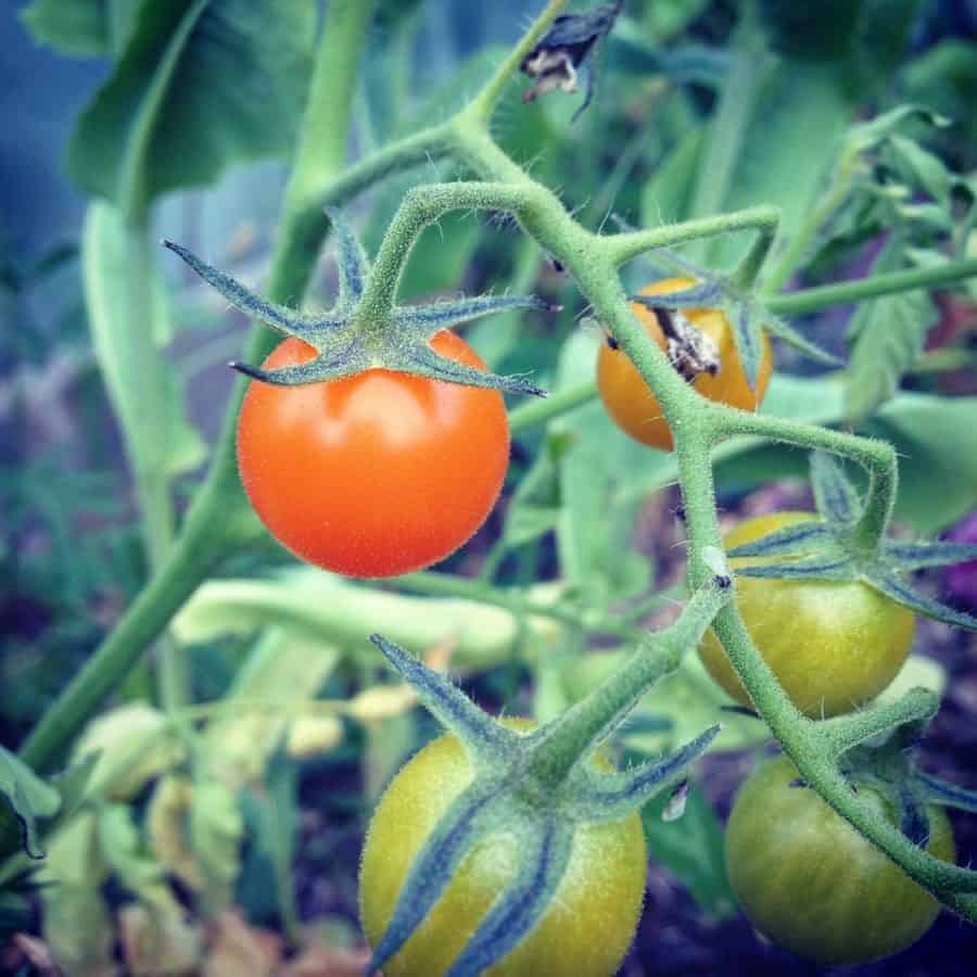 Kids love sungold cherry tomatoes