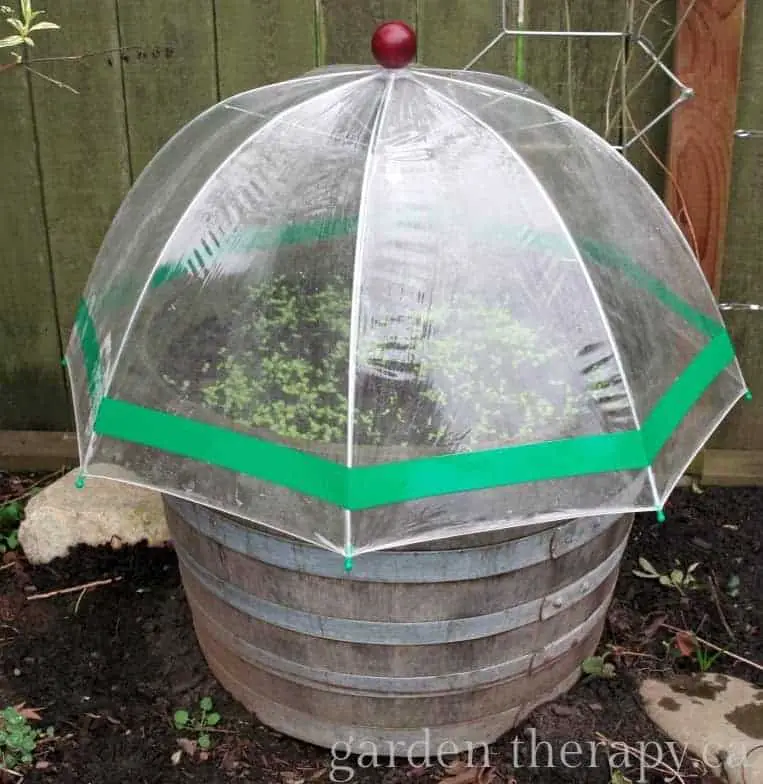 Mini Greenhouse Using Clear Plastic Umbrella