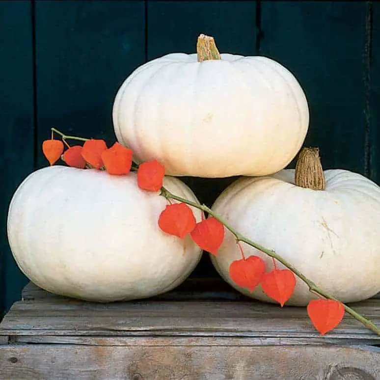 Valenciano pumpkins