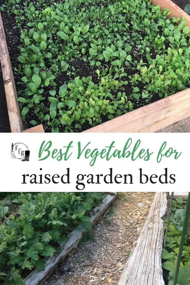 Best Vegetables for raised garden beds