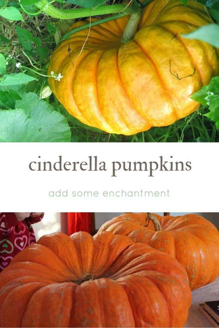 Cinderella Pumpkins: Add Some Enchantment