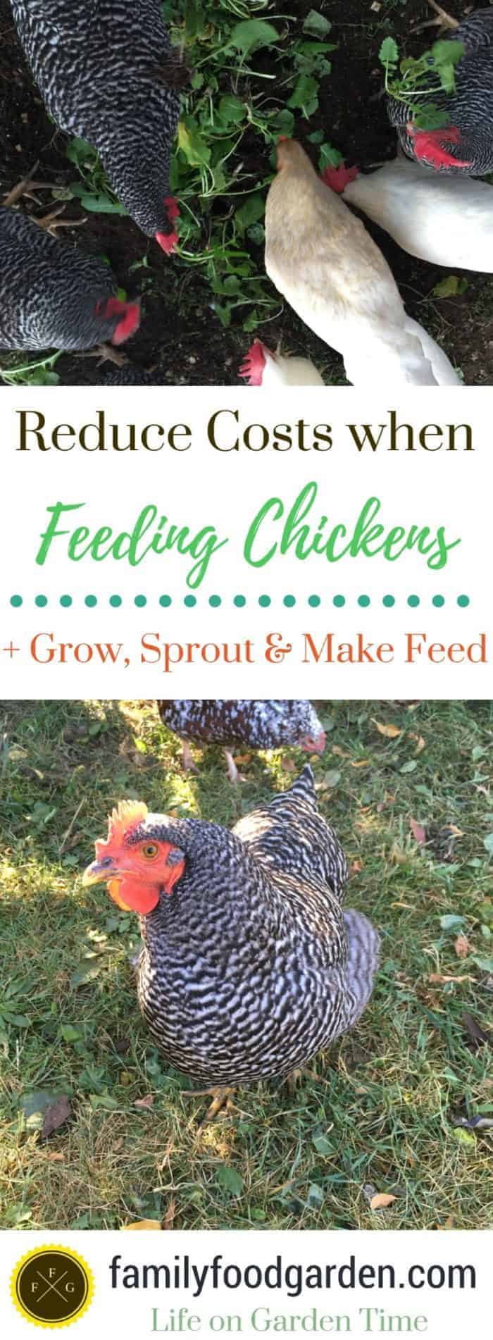 Here are some great ways to reduce chicken feeding costs + tips on how to grow your own grains and chicken fodder, make homemade chicken feed & more!