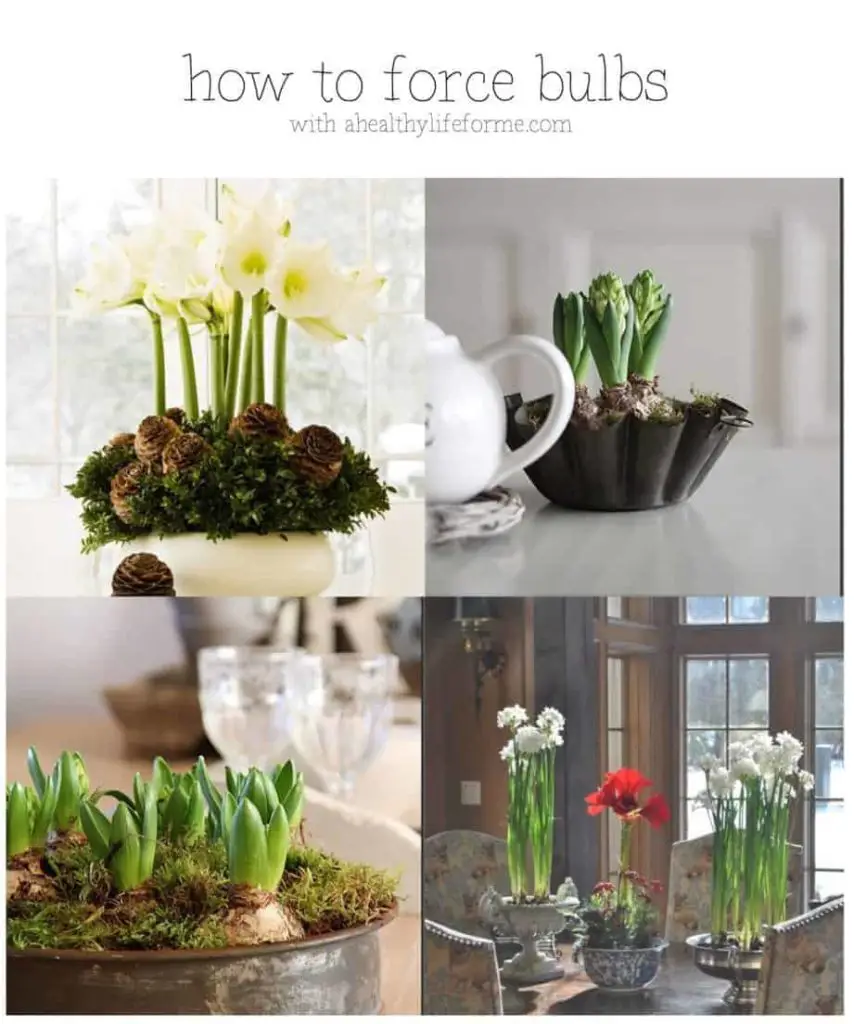 How to force bulbs