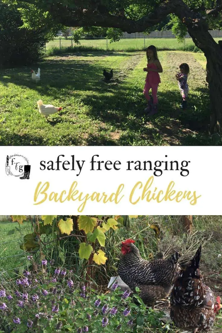 Free ranging chickens in your backyard