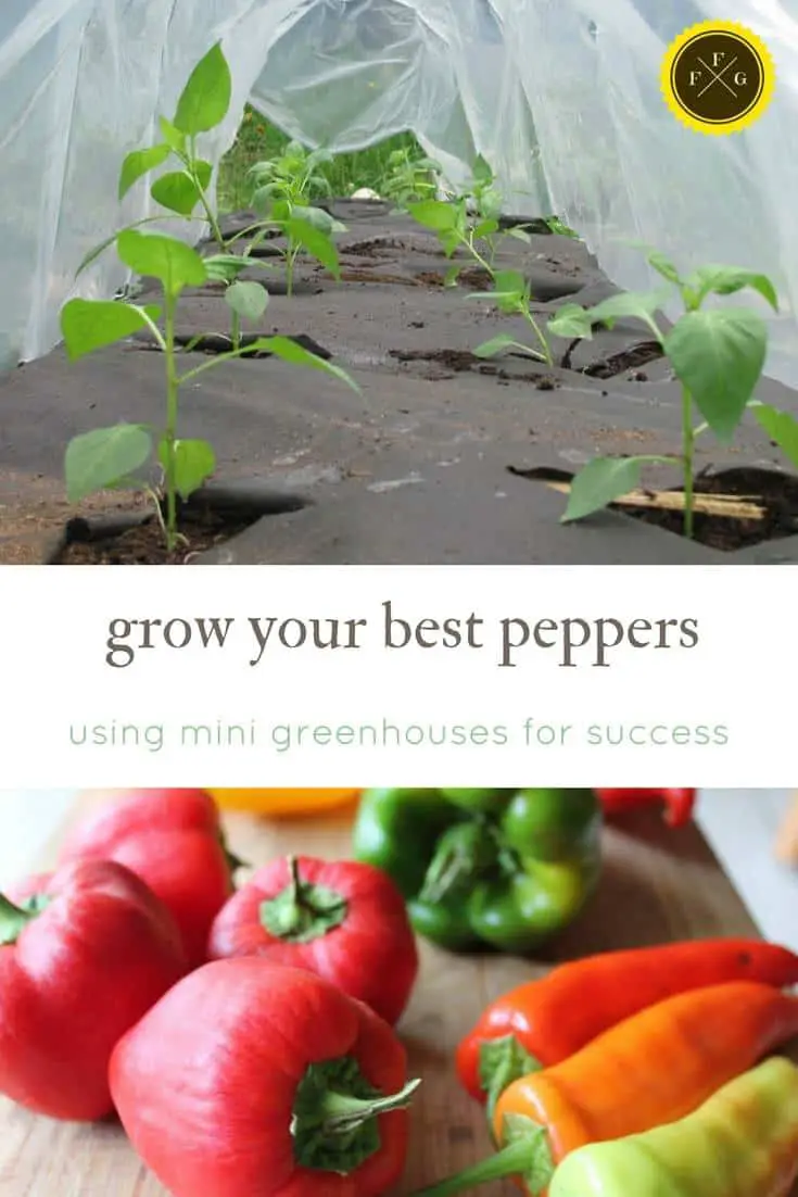 mini greenhouses and portable tunnels can really help increase heat for peppers