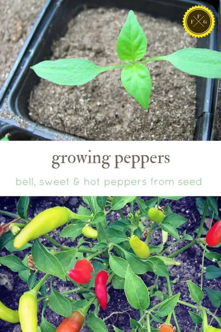 grow hot peppers, sweet peppers, bell peppers from seed