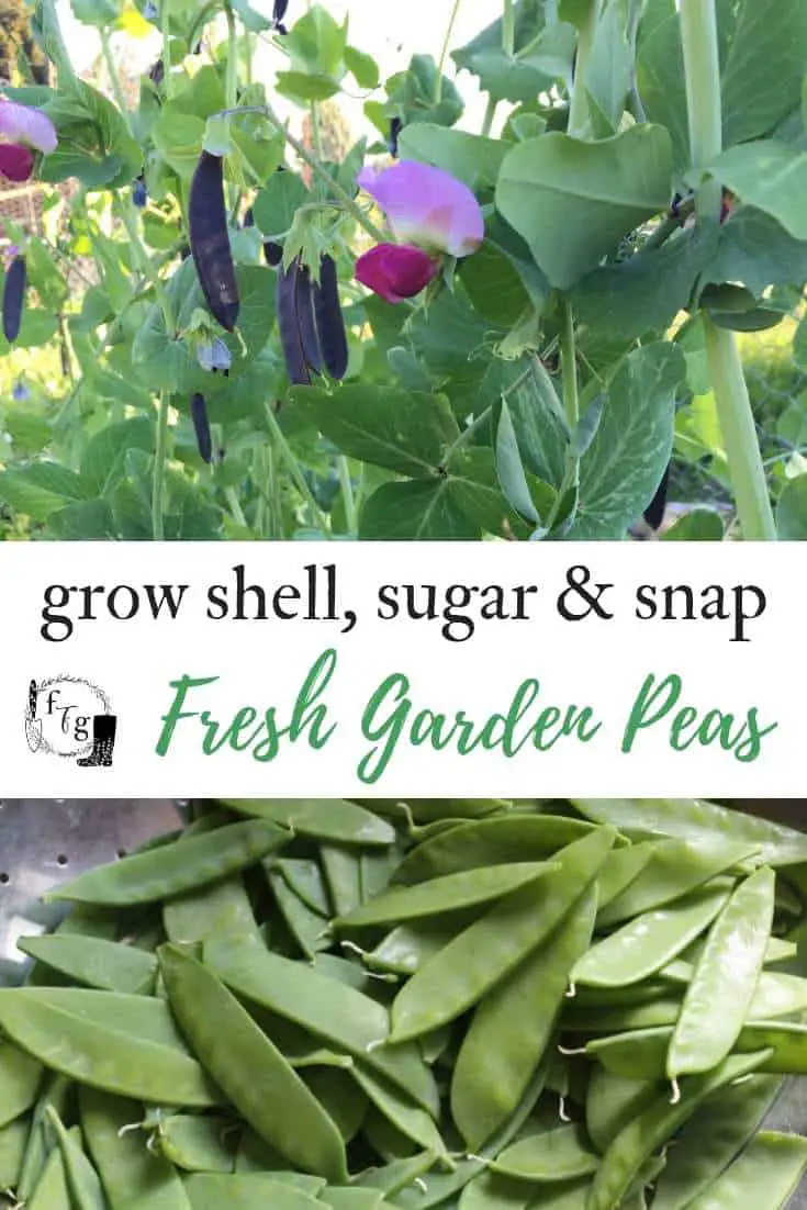 Grow Shell, Sugar & Snap: Fresh Garden Peas