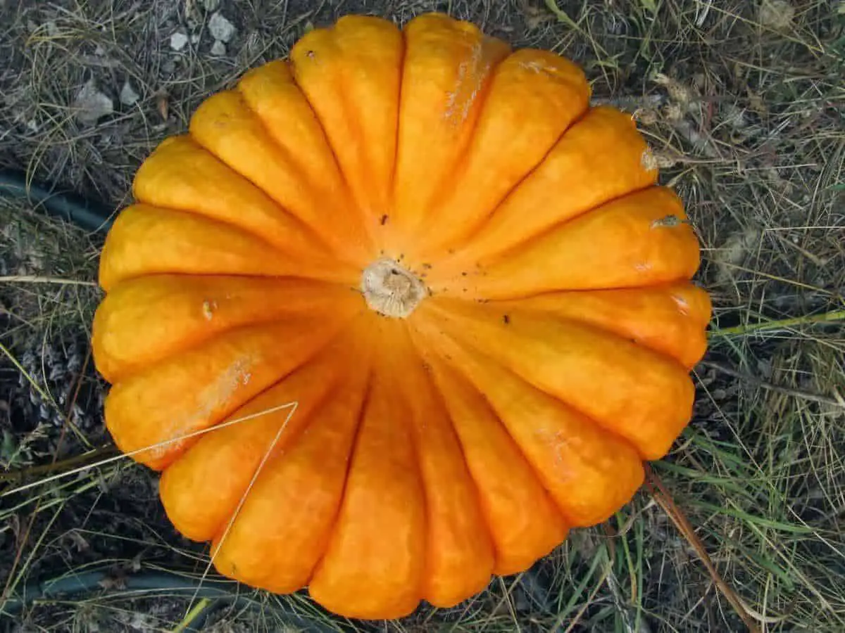 Extra Large Orange Cinderella Pumpkin