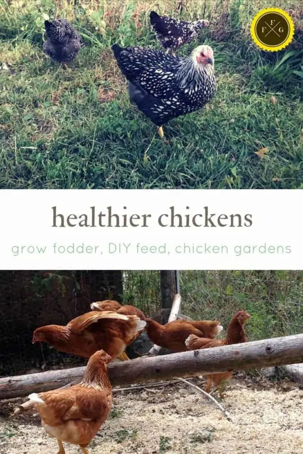 Homemade Chicken Feed | Family Food Garden