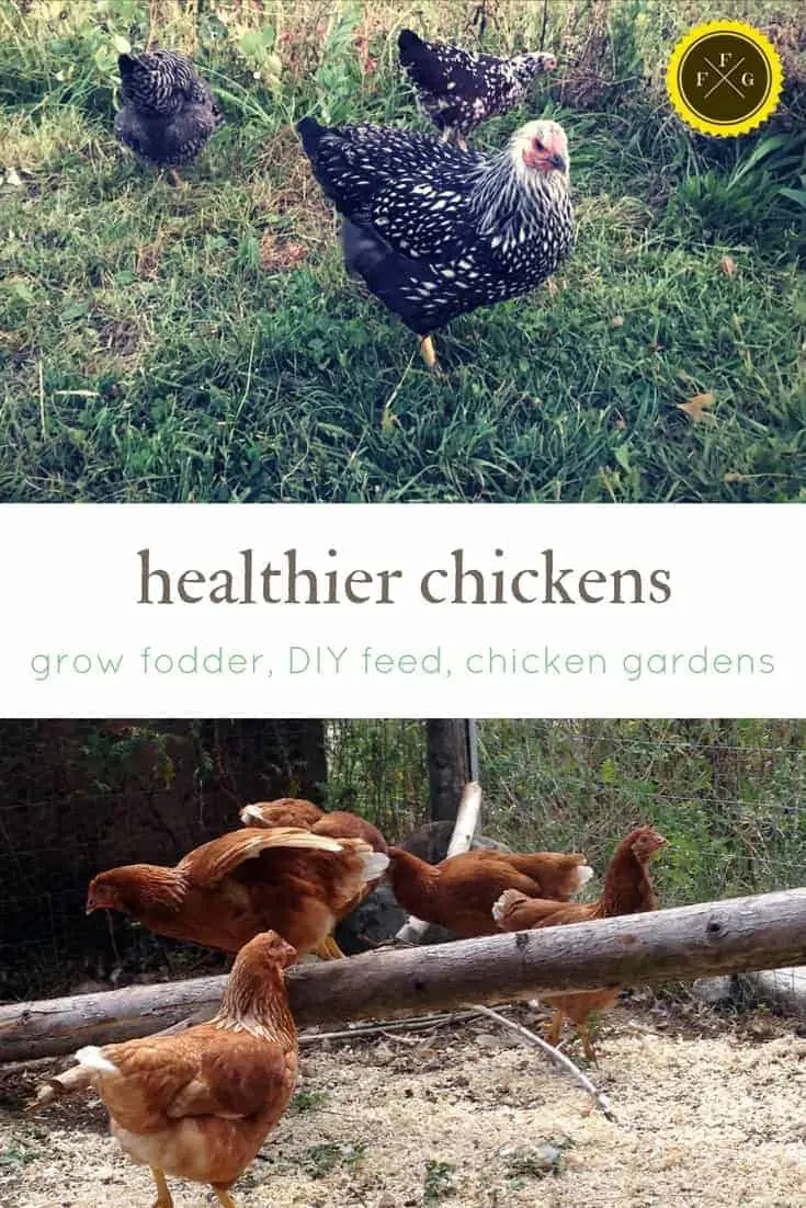 Homemade chicken feed, growing fodder and growing a chicken garden