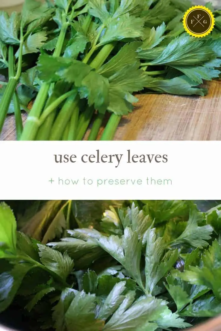 how to use celery leaves