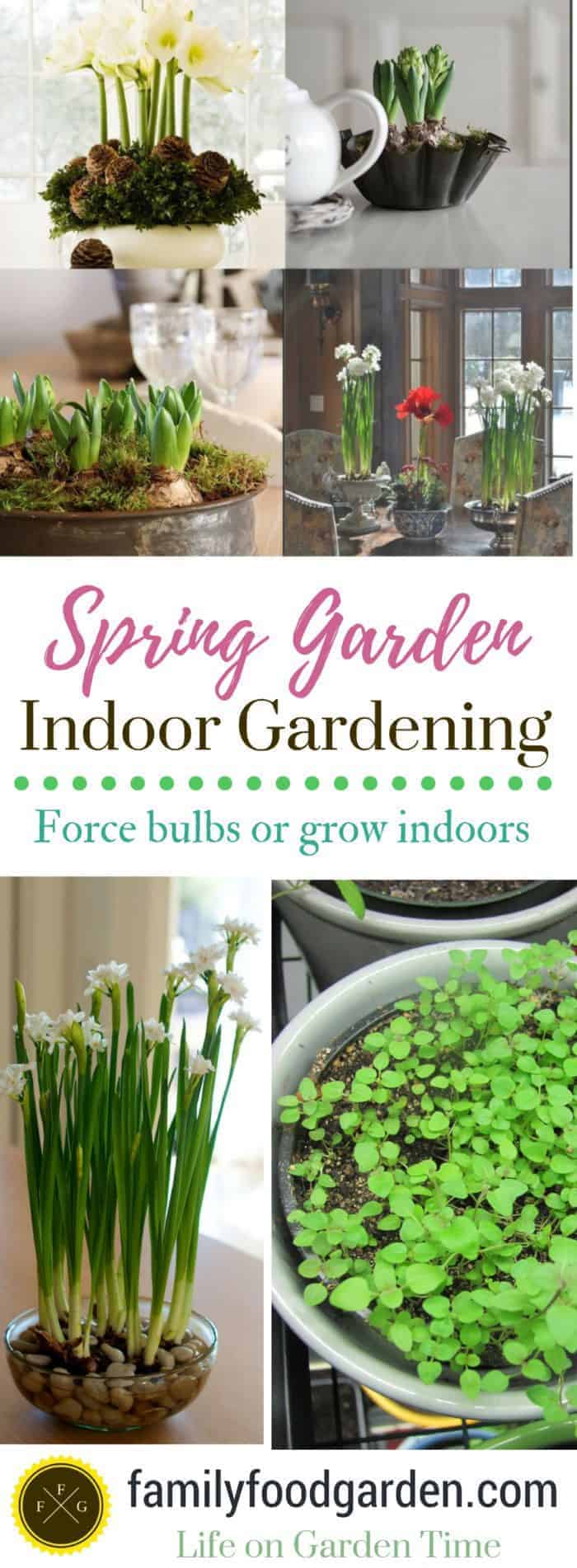 Fun spring garden projects for indoor gardening