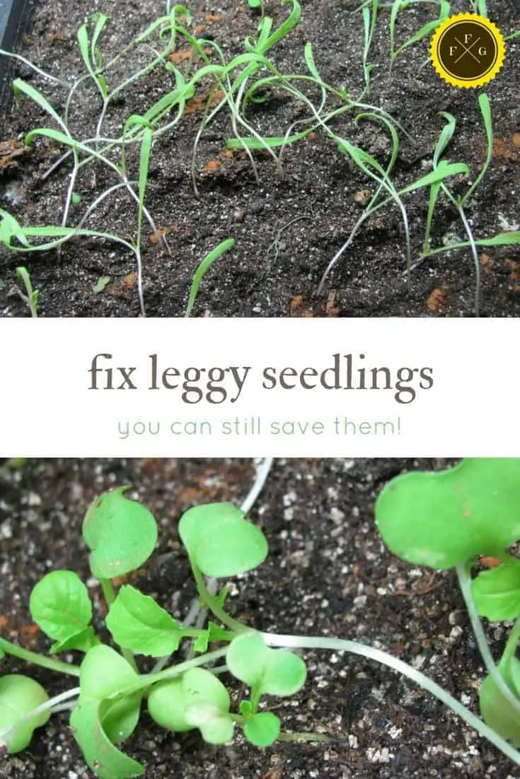 How to prevent and fix leggy seedlings