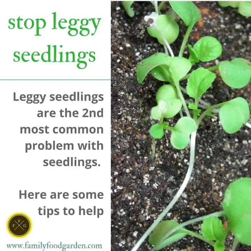 Tips for preventing leggy seedlings