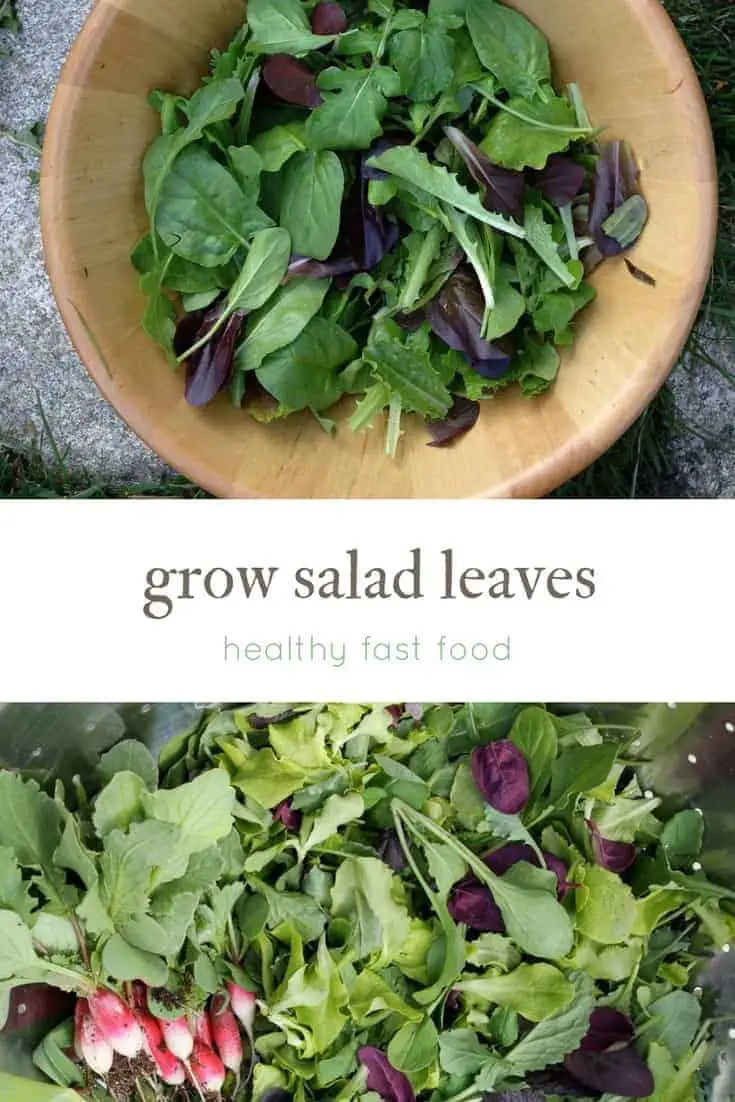 Grow salad leaves year-round