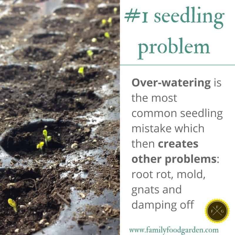 Over watering can cause many seed starting problems