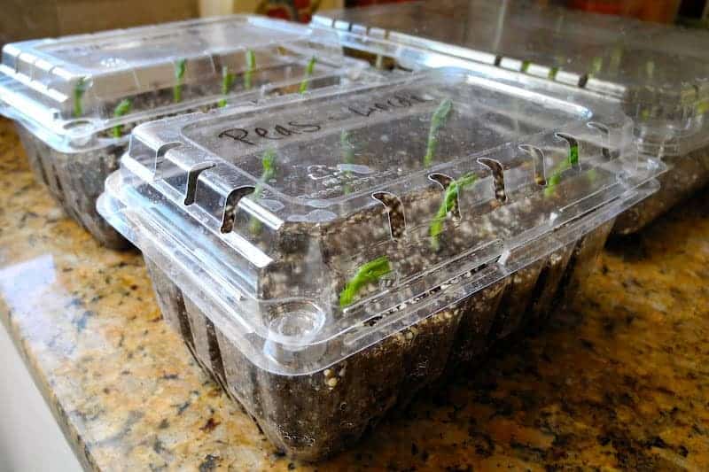 Seedlings in strawberry containers