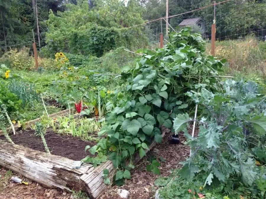 Collapsed Trellis