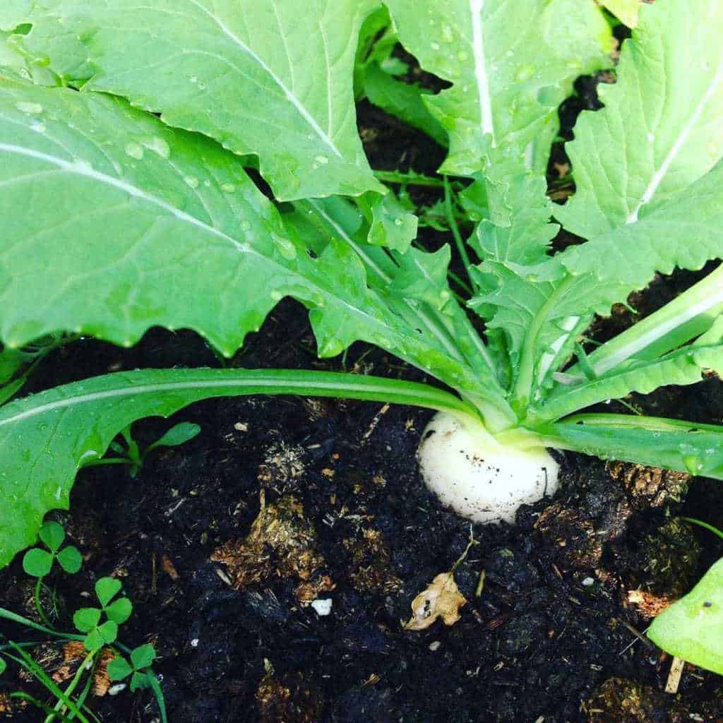 Best turnips for turnip greens