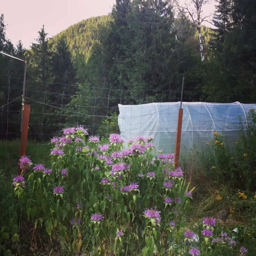 Growing herbal tea garden