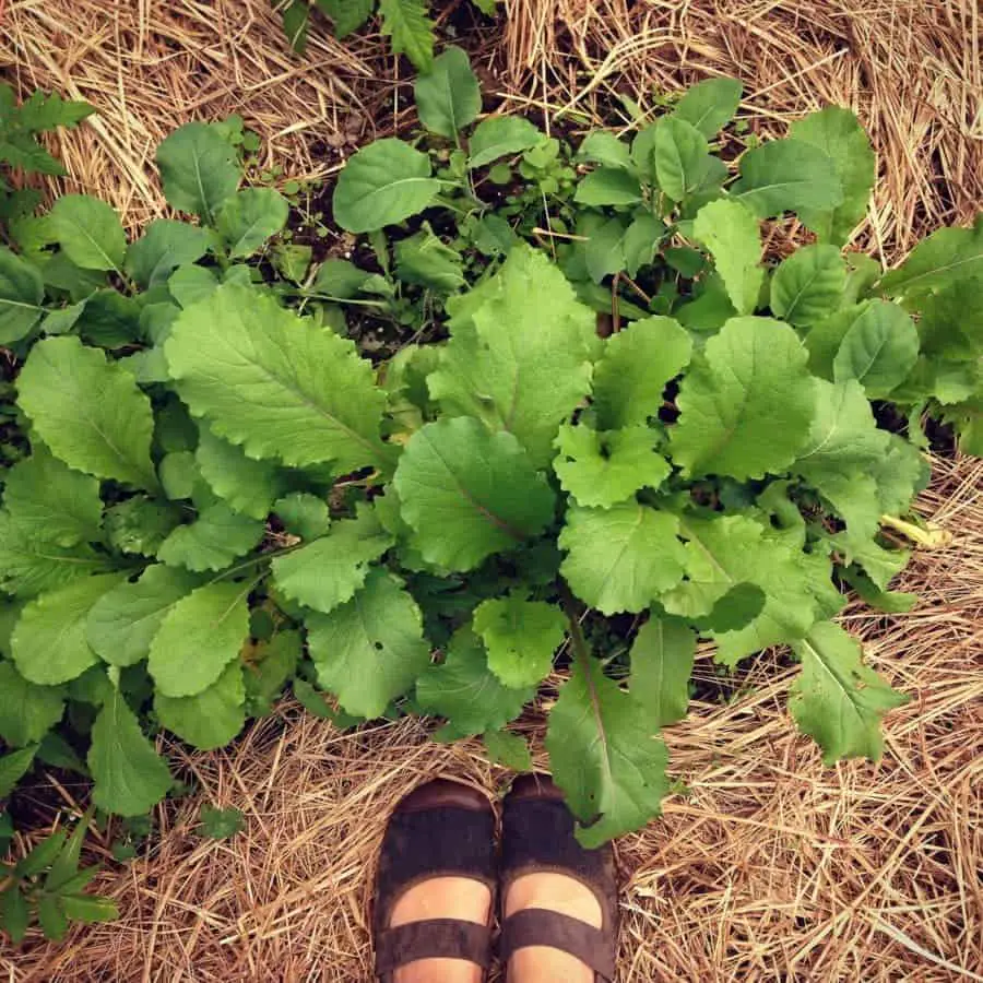 Hinona Kabu make great thin turnips or turnip greens