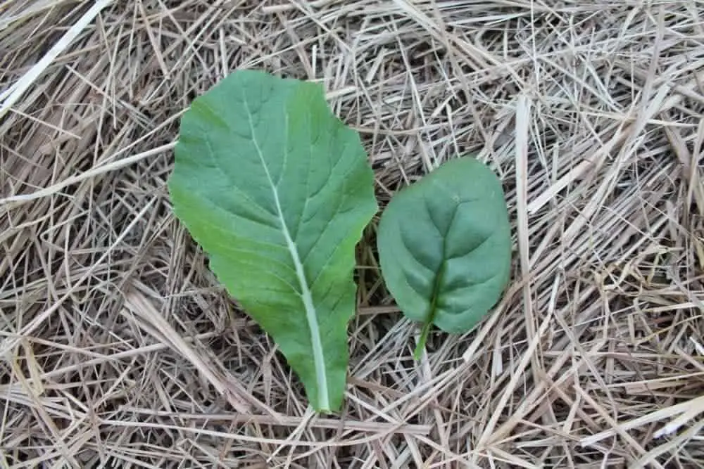 Comparison of spinach and komatsuna sown at the same time