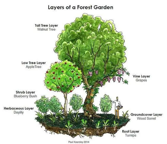 Layers Of A Forest Garden