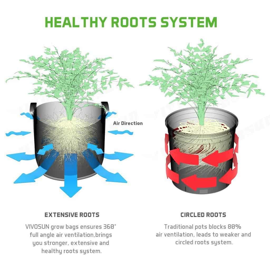 Healthy Roots System