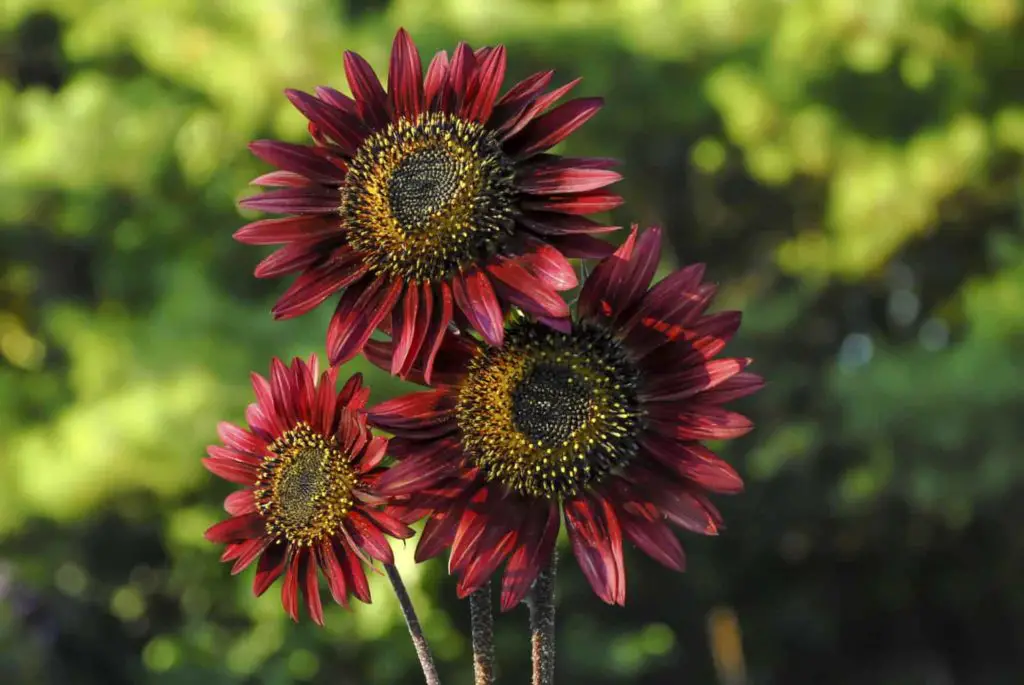 Red Sunflower