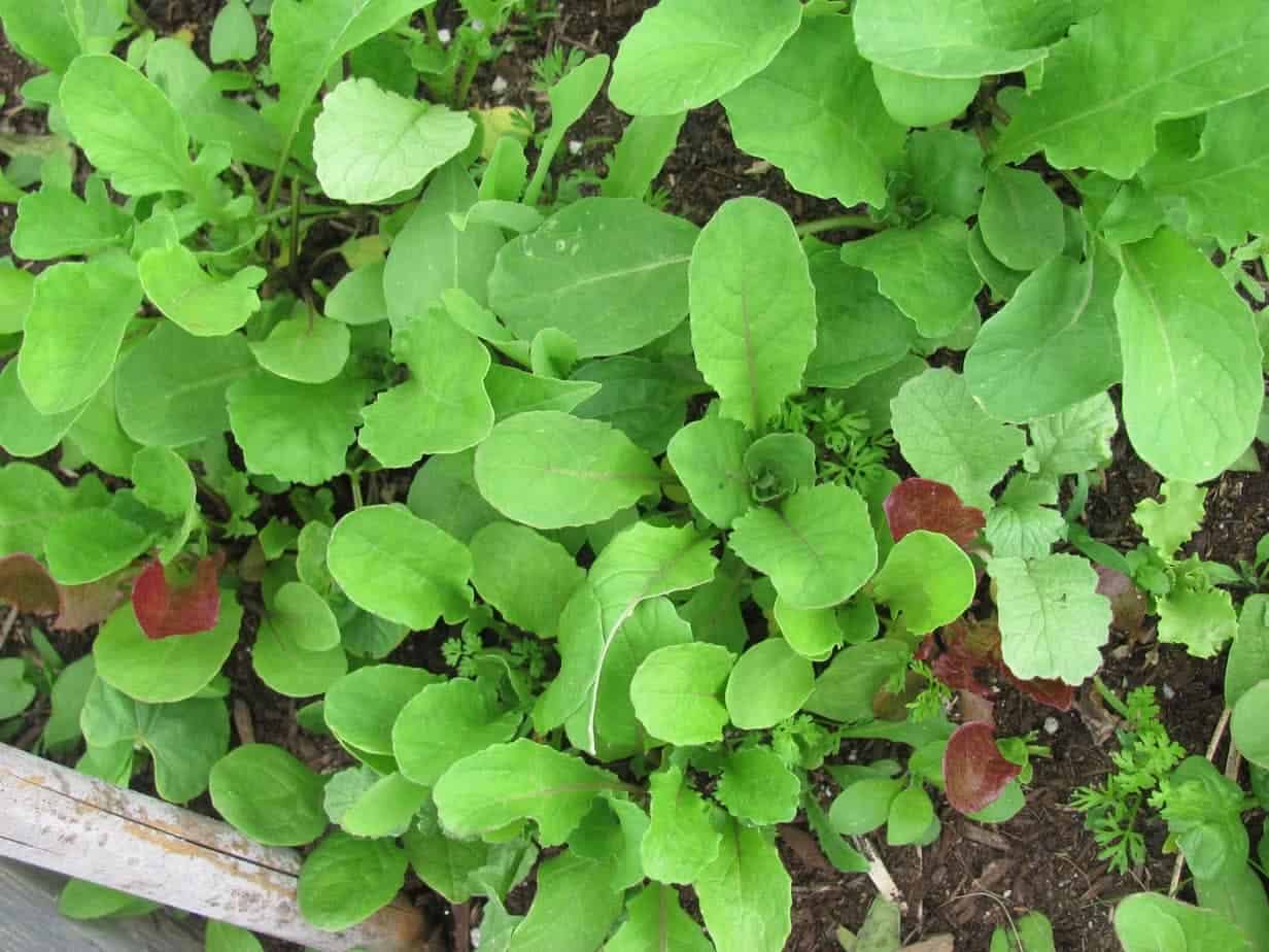 Growing Arugula and Baby Beans