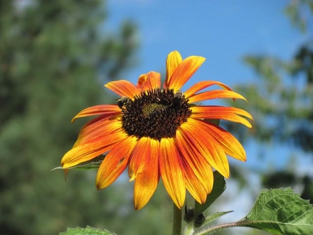 Autumn sunflower colors