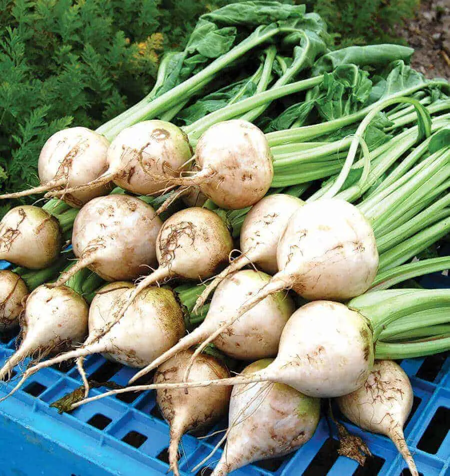 Gorgeous white beets!