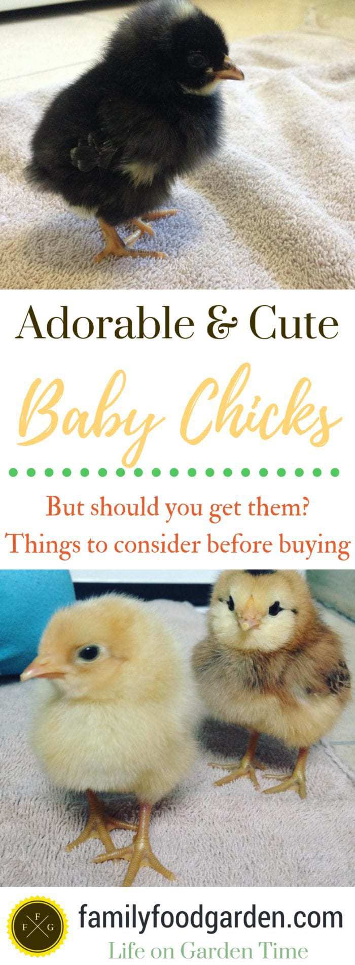 Things to think about before buying baby chicks