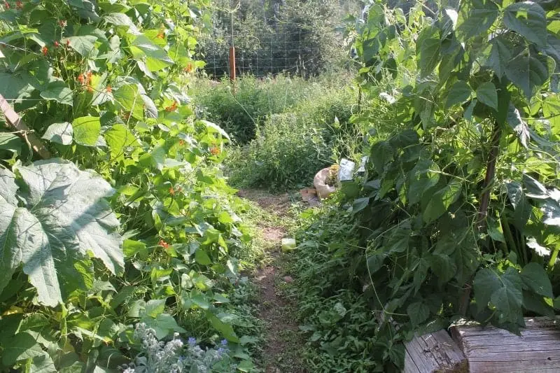 Food Forest Permaculture